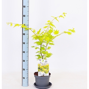 ACER SH JORDAN