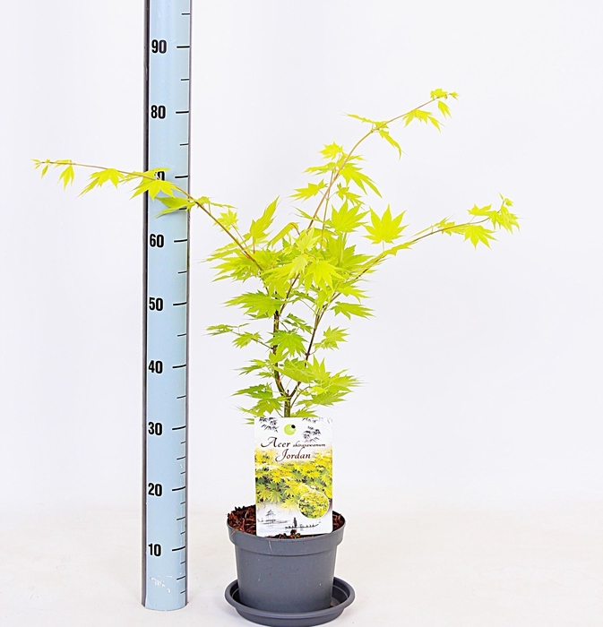 <h4>ACER SH JORDAN</h4>