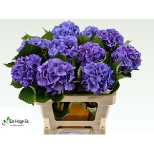 HYDR M ROYAL LOVE B