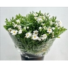 Leucanthemum White