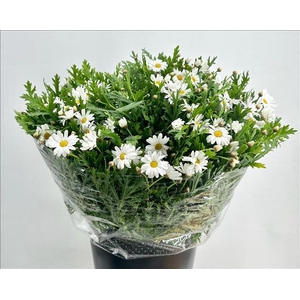 Leucanthemum White