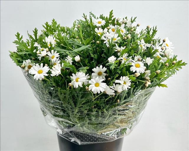 <h4>Leucanthemum White</h4>
