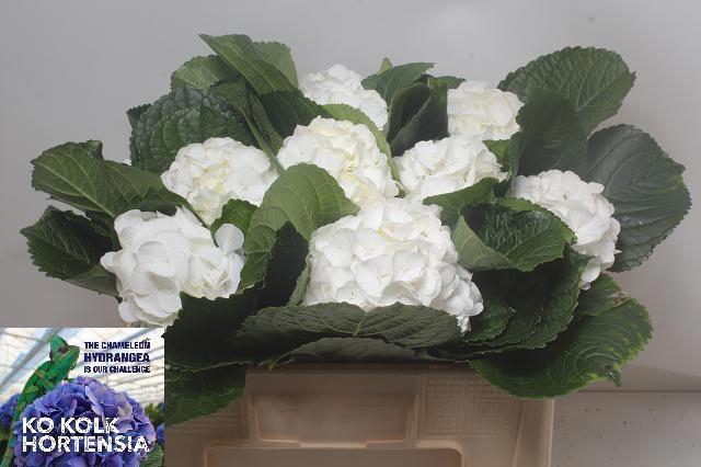 <h4>HYDR M CH ALLURE</h4>