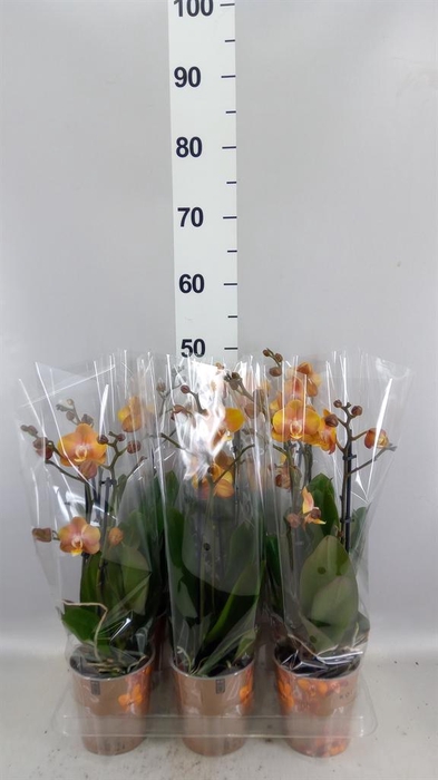 <h4>Phalaenopsis multi. 'Ant Las Vegas'</h4>
