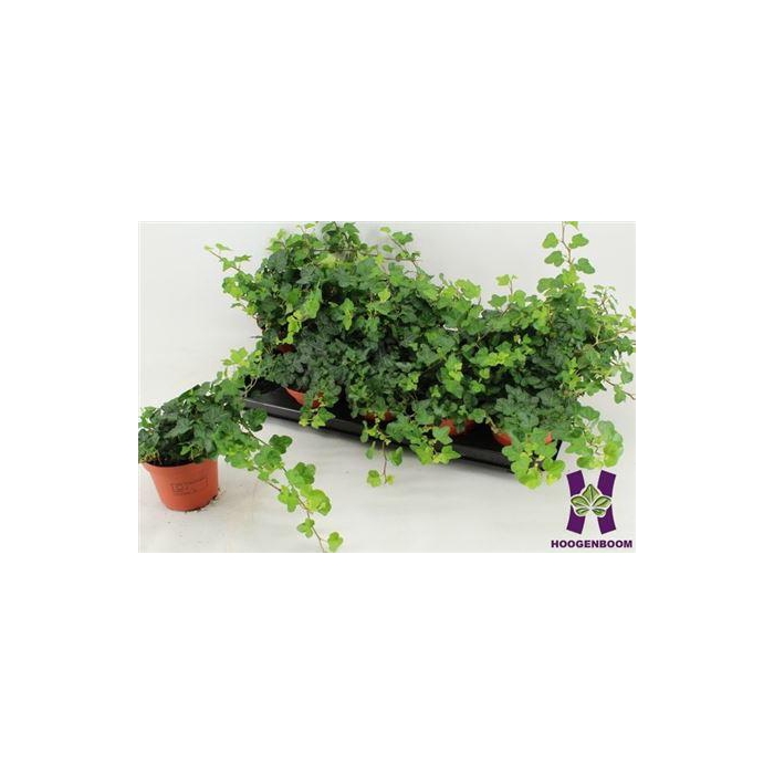 <h4>Hed He Wonder</h4>