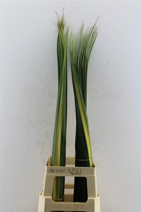 <h4>Pandanus Small</h4>