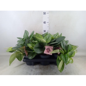 Scindapsus treubii 'Moonlight'