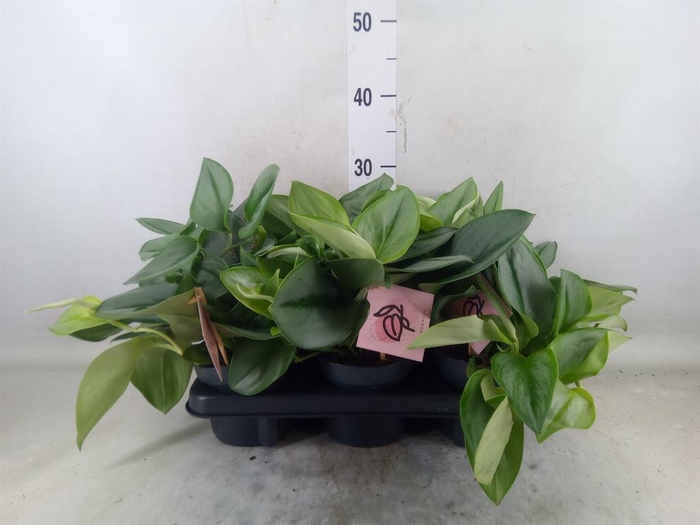 <h4>Scindapsus treubii 'Moonlight'</h4>