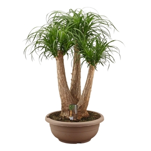 Beaucarnea vertakt compact in 40 cm schaal