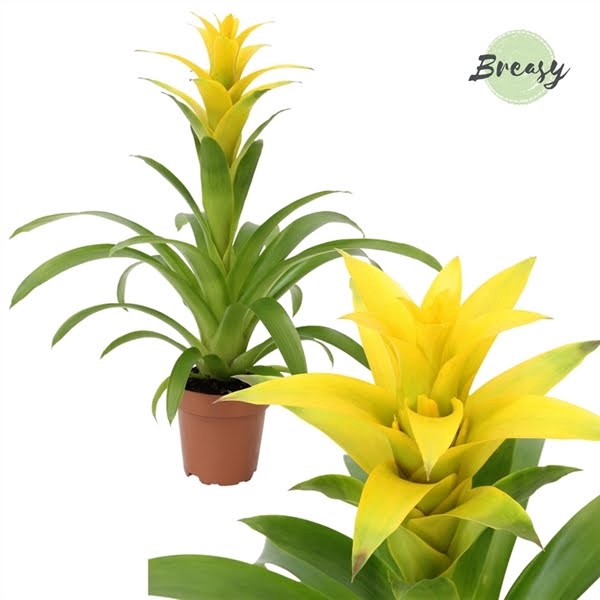 <h4>Guzmania Suerte Yellow</h4>