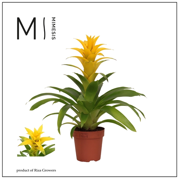 <h4>Mimesis Guzmania Diana -12 cm</h4>