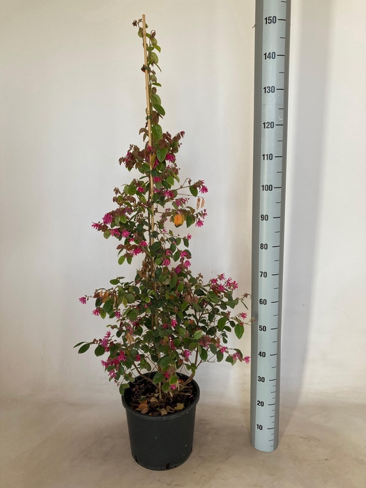 <h4>LORO CH DAYBR FLAME</h4>