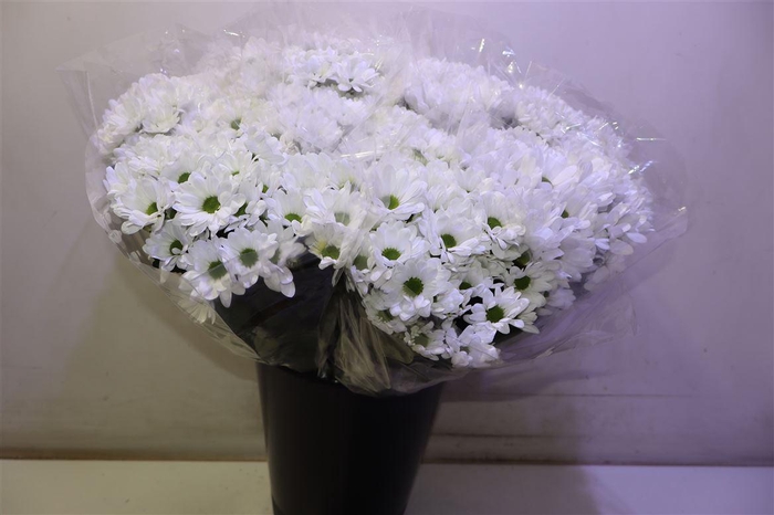 <h4>Chr T White</h4>