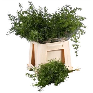 ASPARAGUS SPRENGERII