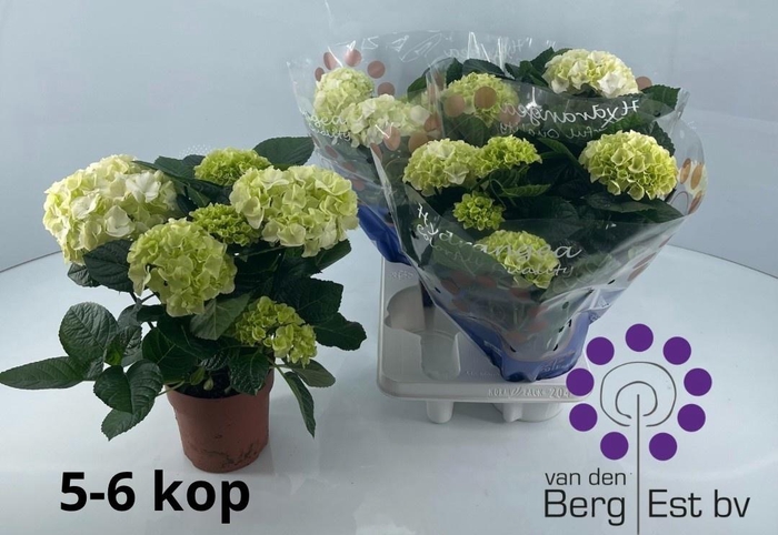 <h4>HYDR M SAX BRI WHITE</h4>