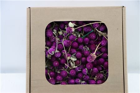 <h4>Dried Gomphrena Heads Lilac</h4>