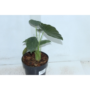 ALOCASIA WENTII P17