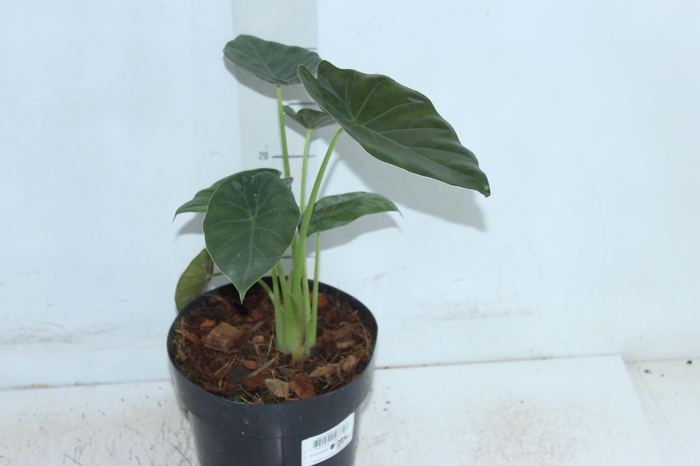 <h4>ALOCASIA WENTII P17</h4>