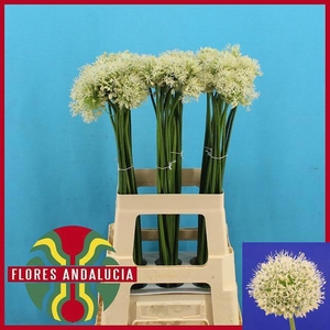 ALLIUM MOUNT EVEREST