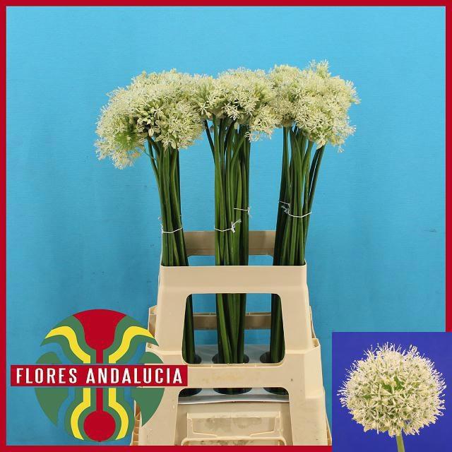 <h4>ALLIUM MOUNT EVEREST</h4>