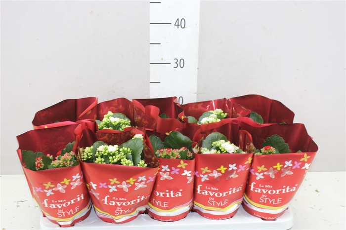 <h4>Kalanchoe Calandiva Mix 2 Kleuren</h4>