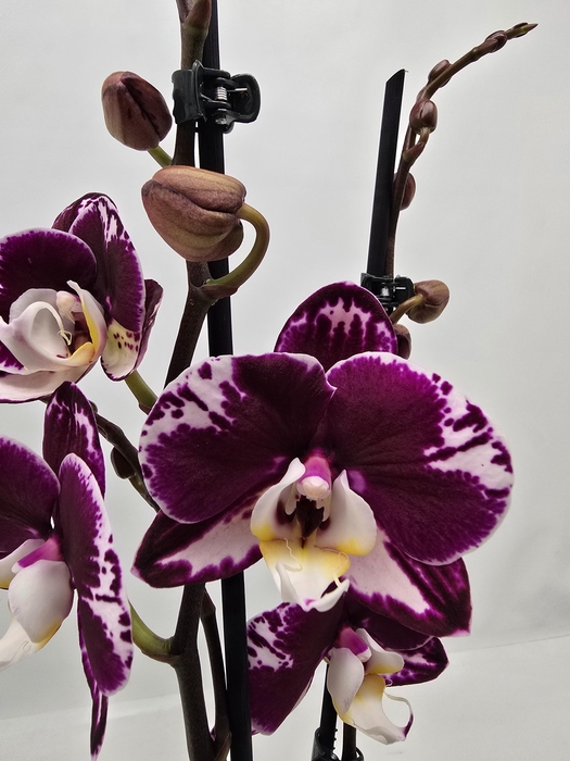 <h4>Limited 51 week 8</h4>