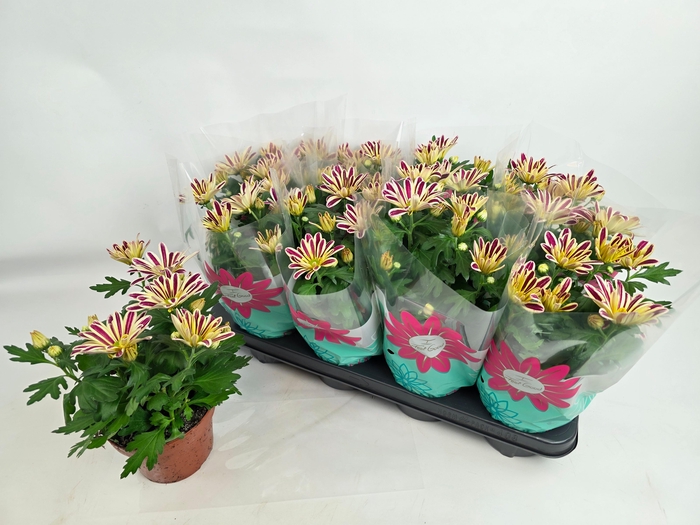 <h4>CHRYS SHOWDANCE</h4>