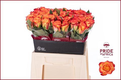 <h4>R GR OUTLAW!</h4>