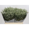 Limonium sinensis Clear Diamond