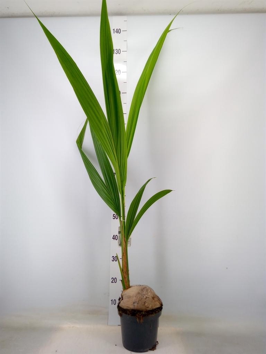 <h4>Cocos nucifera</h4>