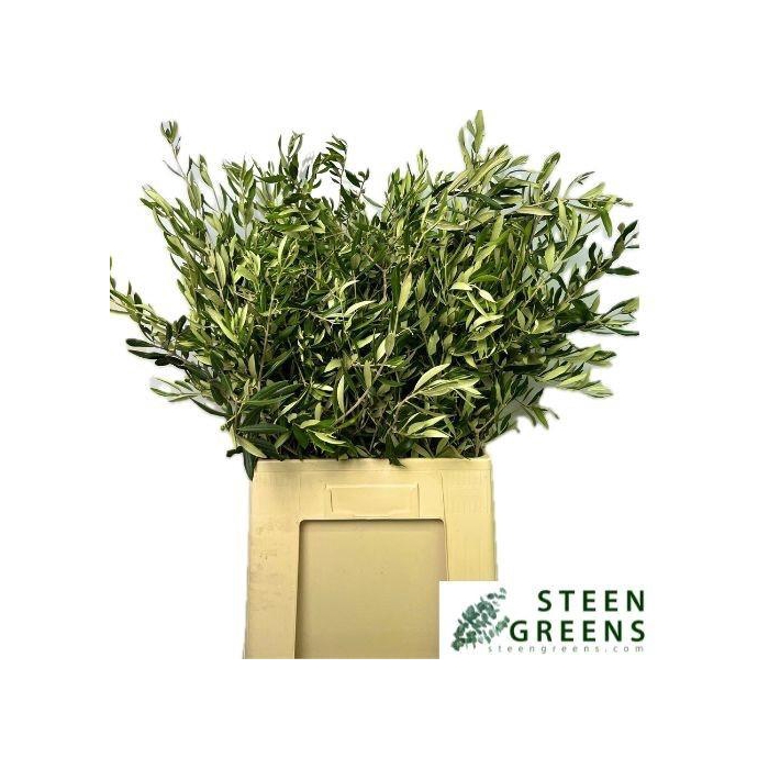 <h4>OLEA EUROPAEA BS</h4>