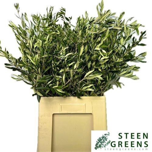 <h4>OLEA EUROPAEA BS</h4>