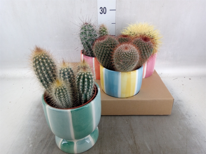 <h4>Cactus   ...</h4>