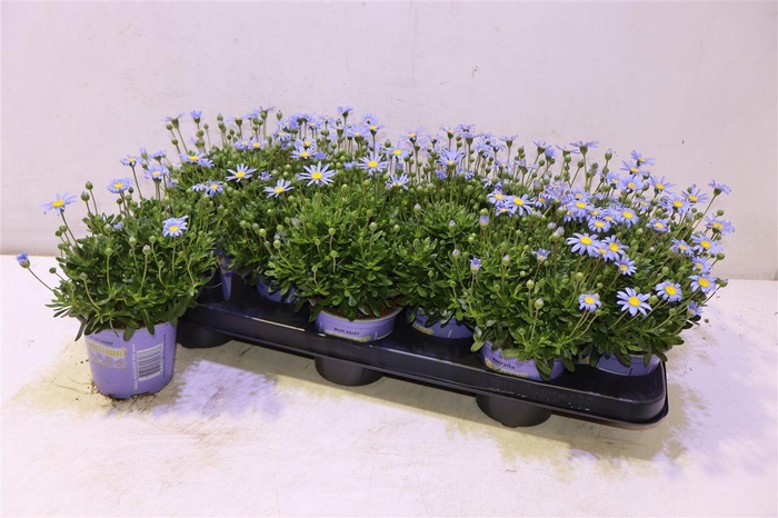 <h4>Feli Am Felicit Blue</h4>