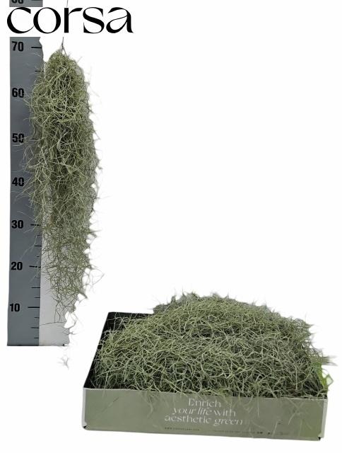 <h4>TILL USNEOIDES</h4>