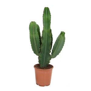 Euphorbia ingens