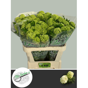 Viburnum Greenhouse 4 Kop Filius