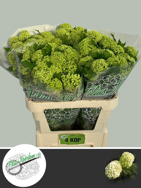 Viburnum Greenhouse 4 Kop Filius