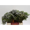 Cape Green Silver Brunia