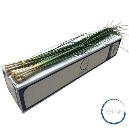 <h4>Xerophyllum tenax 'Beargrass' ./bos</h4>