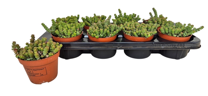 <h4>CRASS MARNIERIANA</h4>