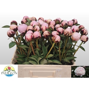 PAEO L REINE HORTENS