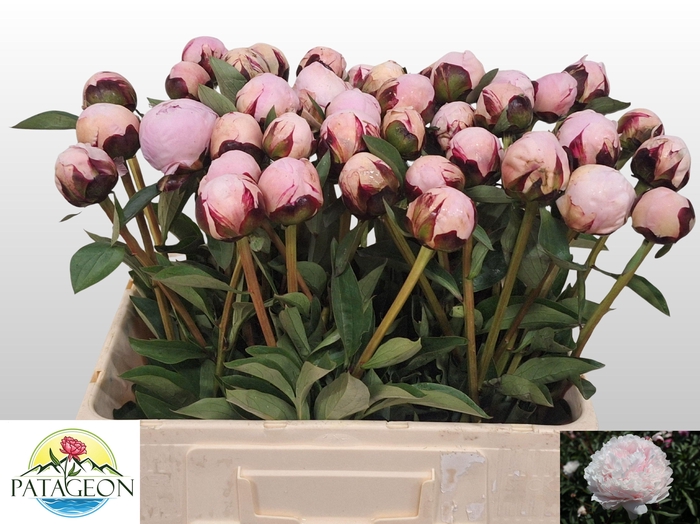 <h4>PAEO L REINE HORTENS</h4>