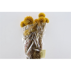 Pres Echinops 10pc Yellow Bunch