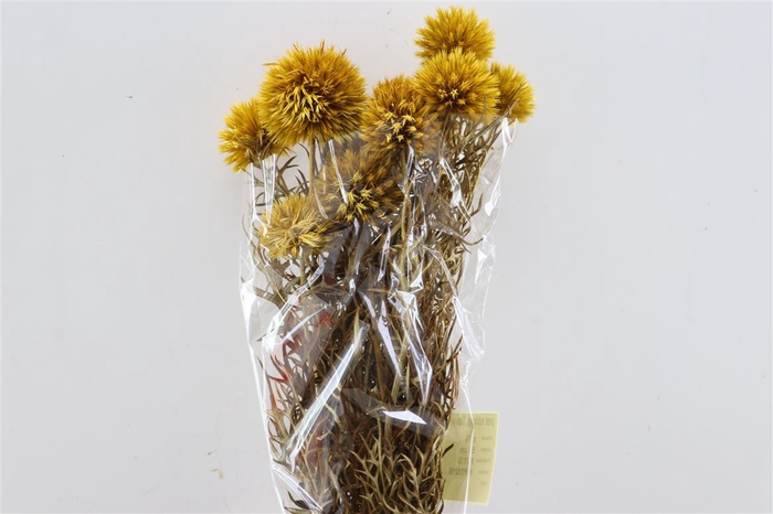 <h4>Pres Echinops 10pc Yellow Bunch</h4>