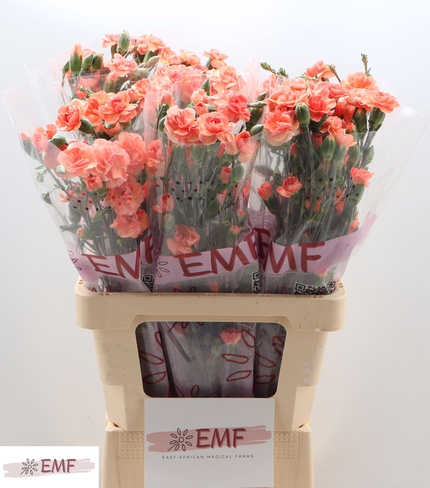 <h4>DI TR ORANGE AMELIE</h4>