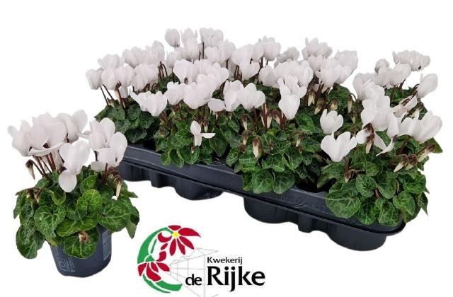 <h4>CYCL KL SUP VERANO</h4>