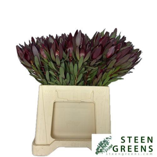 <h4>LEUCAD SAF SUNSET</h4>