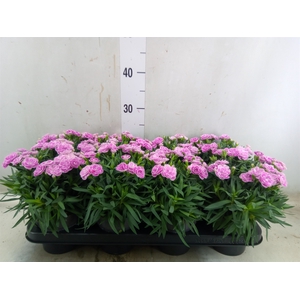 Dianthus car. 'Peman Fancy Lilac'