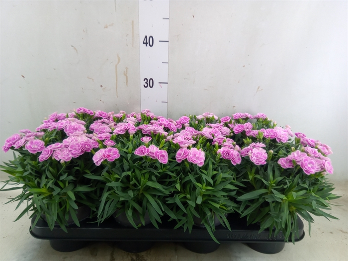 <h4>Dianthus car. 'Peman Fancy Lilac'</h4>